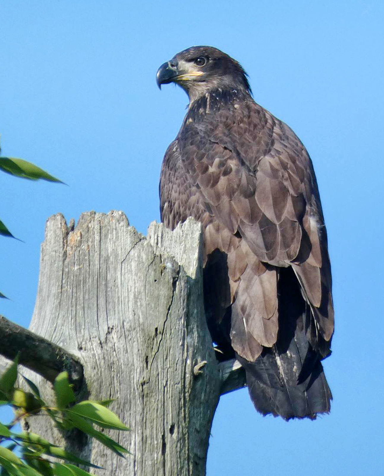 190721_EAGLE02